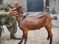 بز نر, بز — عکس 1