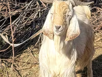 بکریاں (گروپ، جنس مذکور نہیں), بکریاں — تصویر 4