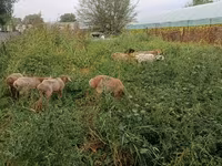 Pecora, Pecore — foto 6