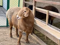 Berbec, Arashan sheep — foto 2
