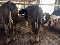 Lembu jantan, Simmental cattle — foto 3