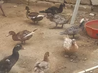 Ducks — รูปภาพ 1