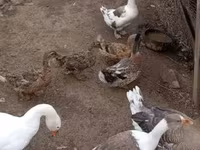 Ducks — ፎቶ 2