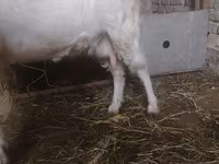 雌ヤギ, Russian White goat — 写真 2