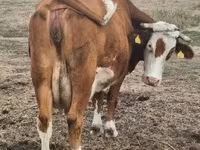 ላም, Limousin cow — ፎቶ 2