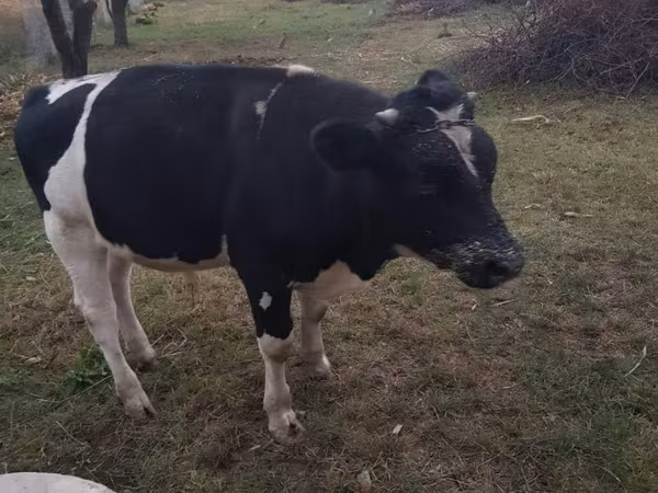 Bou, Rasa Holstein
