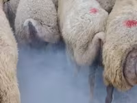 Kambing jantan, Sheep — foto 6