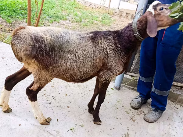 Ram, Hissar sheep