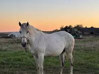 ሴት ፈረስ, Horses — ፎቶ 2