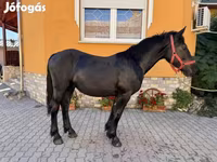 Kuda jantan, Hungarian horse breed — foto 5