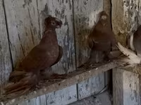 Ducks — 7-сурет