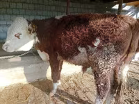 Stier, Simmental cattle — foto 3