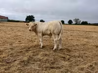 Vaca, Raça de vaca — foto 4