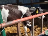 Dibi, Russian Black pied cattle — sawirka 2