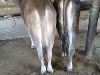सांड, Swiss cattle — फ़ोटो 2