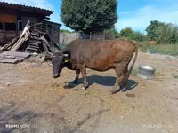 İnek, Alatau ırkı — foto 3