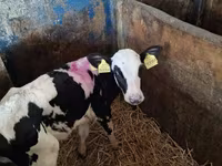 วัวตัวเมีย, Russian Black pied cattle — รูปภาพ 5