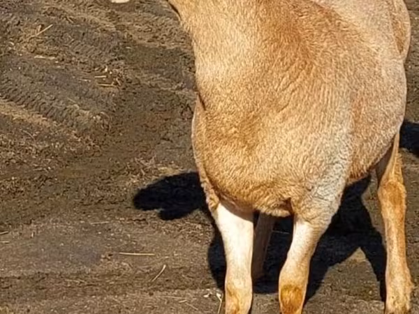 Arashan sheep