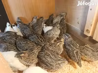 Quails — عکس 5