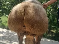Ram, Arashan sheep — foto 5