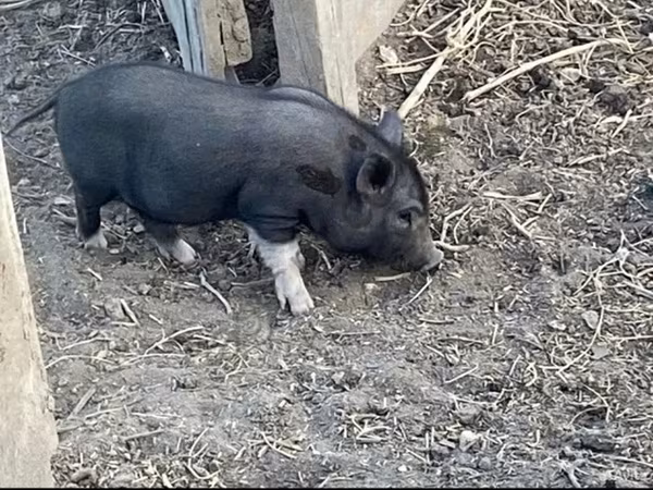 Boar, Вьетнамская вислобрюхая