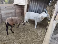 Widder, Cameroon sheep — Foto 4
