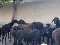 بھیڑیں (گروپ، جنس مذکور نہیں), بھیڑیں — تصویر 2