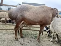 قوچ, Arashan sheep — عکس 3
