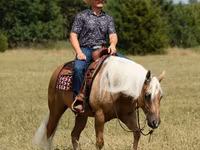 Айғыр, Quarter Horse — 7-сурет