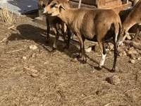 Kambing jantan, Cameroon sheep — foto 3