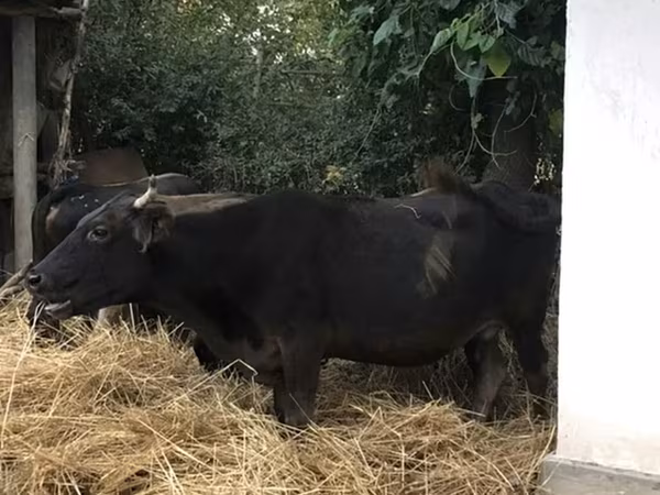 Krowa, Bawół afrykański