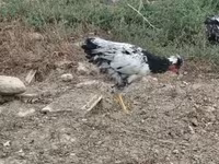 Chickens — 照片 1