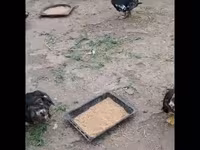 Ducks — عکس 1