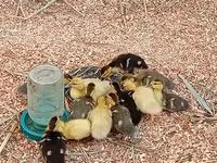 Ducks — fotografija 4