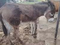 Hingst, Heste — foto 5