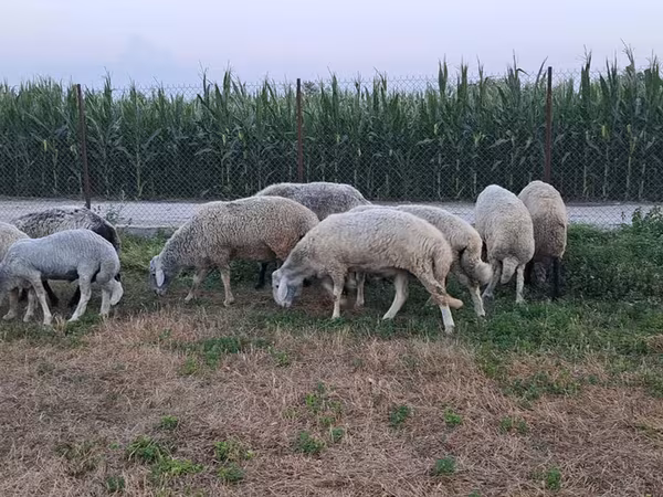 Ram, Schapen — Moldavië