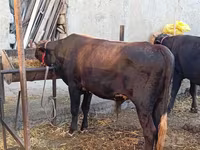 گاو و گوساله (گروه، جنسیت مشخص نشده), گاو — عکس 2