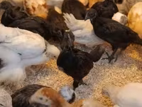 Ayam Cemani — zdjęcie 3