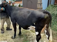 ወንድ በሬ, Cattle — ፎቶ 3