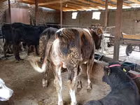 Bulle, Swiss cattle — Foto 1
