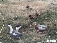 Ducks — fotografija 2