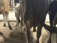 பசு, Ukrainian Brown Dairy Cattle — புகைப்படம் 4