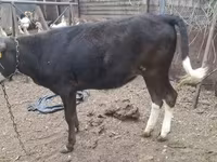 วัวตัวเมีย, Russian Black pied cattle — รูปภาพ 5