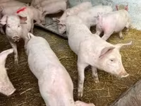 Scrofa — foto 5