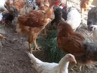 Chickens — تصویر 2