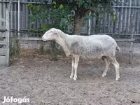 Ոչխար, Lacaune sheep — լուսանկար 1