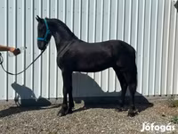 Hengst, Friesian — Foto 2