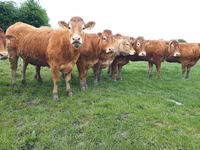 Ko, Limousin-ko. — foto 1