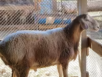 Montone, Pecore — foto 1