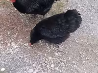 Chickens — φωτογραφία 1
